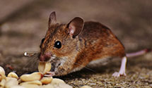 24 Hour & Emergency Exterminators in Wyomissing Hills, PA